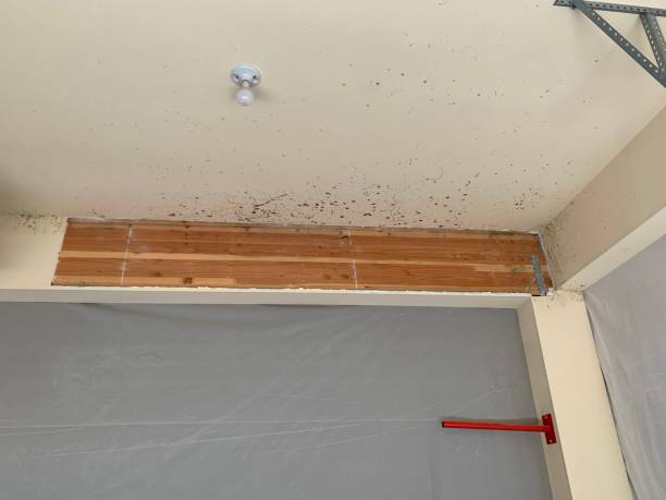 Best Real Estate Mold Inspection  in Vadnais Heights, MN