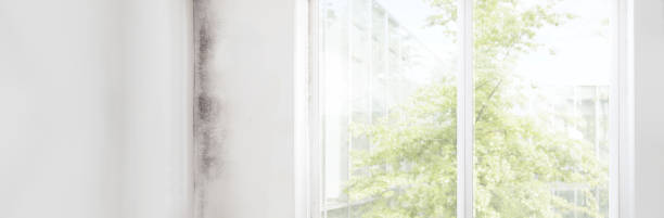 Best Commercial Mold Inspection  in Vadnais Heights, MN