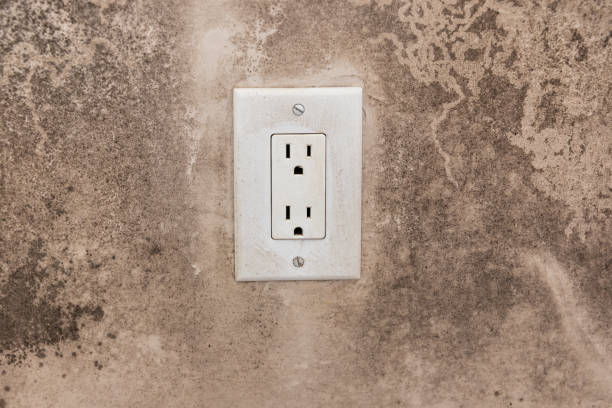 Best Basement Mold Removal  in Vadnais Heights, MN