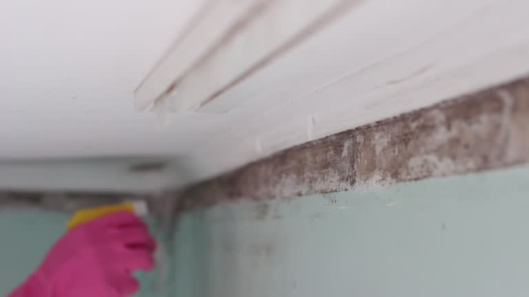 Best Airborne Mold Testing  in Vadnais Heights, MN